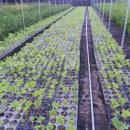 영림목장 이미지