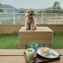 하길로 R | 남양주 애견동반 카페 스타벅스 더북한강R점 강아지 및 주차 후기
