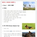 펫시터(반려견) 자격증 과정 이미지