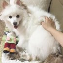 강쥐생각 이미지