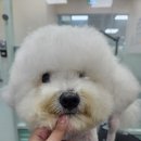웰니스펫뷰티 이미지