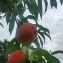 대월농장 이미지