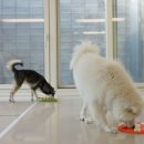 강남유치원 이미지