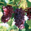 포도(Grape)