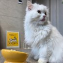 페르시안 캣 | 고양이 주식캔 추천 오리젠 청크 슈레드 살몬 치킨 캣 급여 후기