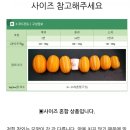 경북성주 조성용 💛(전국 0.5%)껍찔째 먹는 참살이 성주 유기농 참외 농장 3kg
