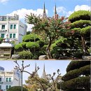 자신의 몸 둥치 헌신하듯 꽃피우는 계산성당 '특이한 배롱나무' 이미지