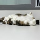 캣 팰리스 이미지