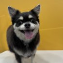 해맑은동물병원 | 🐶 천안 두정동 애견미용실 추천! 1:1 맞춤케어 ‘지퍼피’에서 쿠키 미용 후기