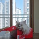 망꼬 이미지