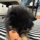 반디야식 이미지