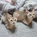 실버캐슬 캐터리 이미지