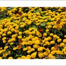 365일 꽃이 피는 아산세계꽃식물원 이미지