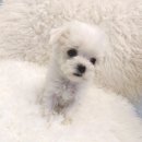 이소퍼피-별내점 이미지