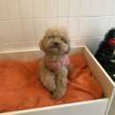 신촌애견미용실 이미지