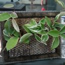 사파동358 이미지