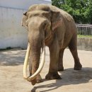 달성공원 이미지