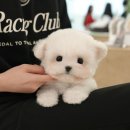 인천 강아지고양이 분양 미유펫 이미지