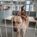 강아지마을펫택시 이미지