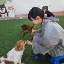 양평군농업기술센터 | 유기견 봉사활동 후기 양평군 품 유기동물보호센터