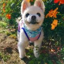 무지개다리 이미지