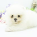 화이트포메라니안 이미지