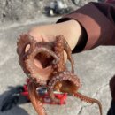 동백방파제 네이버블로그