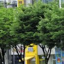 [엘디에게 새로운 빽다방을 가봅세!] 평화동에 위치한 사장님 세상 친절한 빽다방