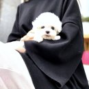 강아지분양 더펫 이미지