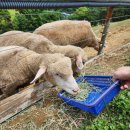 서하목장 이미지