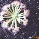 식충식물(피그미4 에릭소니x풀첼라) 이미지