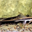 로얄(ROYAL) 이미지