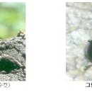 [산업곤충] 장수풍뎅이 및 사슴벌레-인공증식 이미지