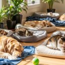 하이바이 강아지분양 고양이분양 수원점 | 안락사 없는 '하이바이 보호소' 무료 입양부터 파양까지, 총정리