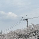 빛고을유치원 | 광주 광주천 벚꽃 명소 실시간 피크닉 핫스팟 무료주차장