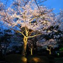 꿈이 자라는 나무 이미지