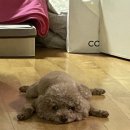 팡팡미용BYC시화점 | [내돈내산 박람회 방문 후기] 2023 메가주 일산, 증정품들과 내가 구매한 것들