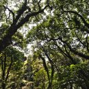 제주 천제연 난대림 이미지