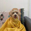 순독살롱 | 강서구 애견미용 순독살롱 귀여운 댕댕이로 변신