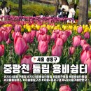 굴다리쉼터 | 2026 서울숲 공사로 튤립축제 구경 불가능? 서울숲 대신 중랑천 튤립 용비쉼터 추천!