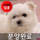 몰타 | *분양완료* 안산강아지분양 매력 넘치는 말티즈 분양받기! 성격, 털관리, 털갈이, 특징은?