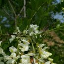 희망의 꽃 이미지