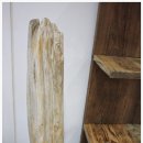 화석(규화목) 이미지