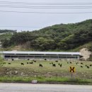 여양목장 이미지