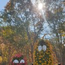 연천 재인폭포 국화축제 이미지