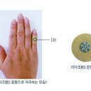 서금양