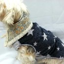 서구애견센타 이미지