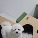 강아지집 | 3년째 쓰고 있는 프티트리아농 강아지집 내돈내산 실사용 추천 후기