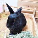 시흥시동물누리보호센터 동물병원 이미지