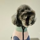 반려동물패션디자이너첫걸음 이미지